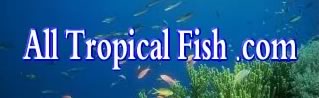 All Tropical Fish
