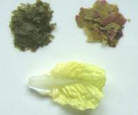 Algae enriched marine flake, marine flake, fresh lettuce