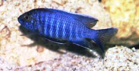 Electric Blue Hap | Sciaenochromis ahli