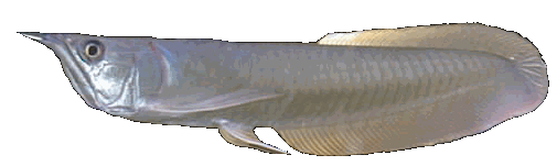 Arowana (Osteoglossum bicirrhosum)