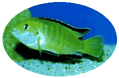 Labidochromis caeruleus