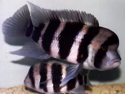 Cyphotilapia frontosa