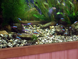 Neon Tetras