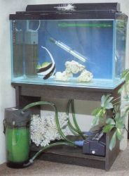 A simple quarantine tank is almost essential for a fish-only aquarium