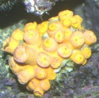 Sun Corals are difficult to keep and should be seen with polyps fully extended; unlike these!