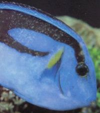 Regal Tang with White Spot. Tangs are particularly prone to whitespot.