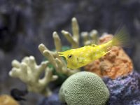 Dolore magnam aliquam