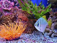 Vel illum qui dolorem