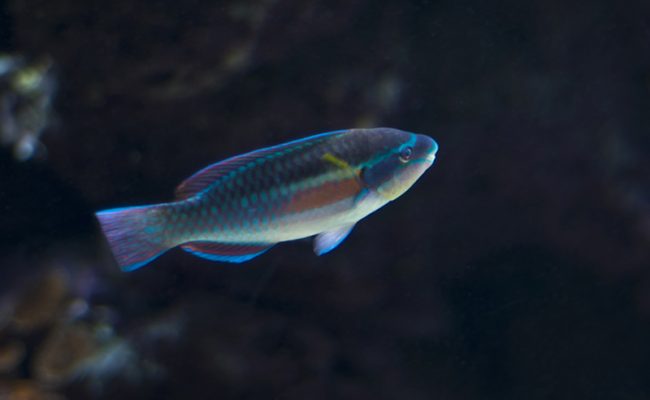 Exotic aquarium fish
