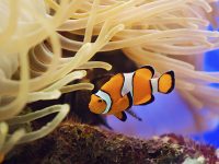 Incididunt ut labore