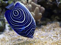 Consectetur adipisicing elit