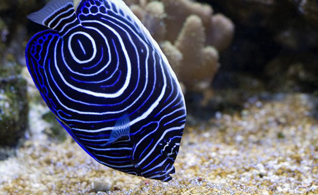 Blowfish or puffer fish in ocean
