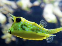 Ipsum amet set dolorem