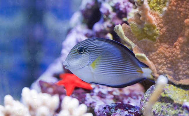 Closeup of butterfly fish – underwater shot