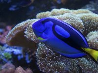 Lorem dolor set amet