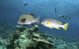 Threadfin Butterflyfish