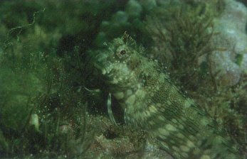 Algae Blenny (Salarius fasciatus)