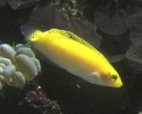 Banana Wrasse (Haliochoeres trispilus)