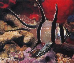 Banggai Cardinal (Pterapogon kauderni)