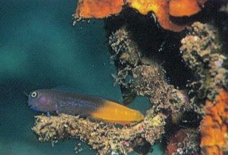 Bicolor Blenny (Ecsenius bicolor)