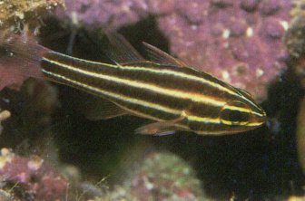 Blackstripe Cardinal (Apogon nigrofasciatus)