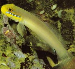 Blue-Cheek Goby (Valenciennea strigata)