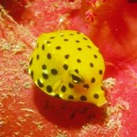 Boxfish are often similar to Porcupinefish Boxfish are often similar to Porcupinefish