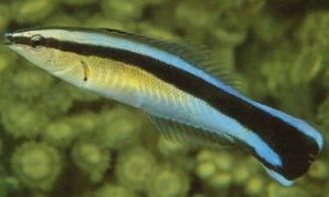 Cleaner Wrasse (Labroides dimidiatus)