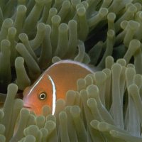 Skunk Clown in Anemone