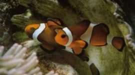 Raising Clownfish