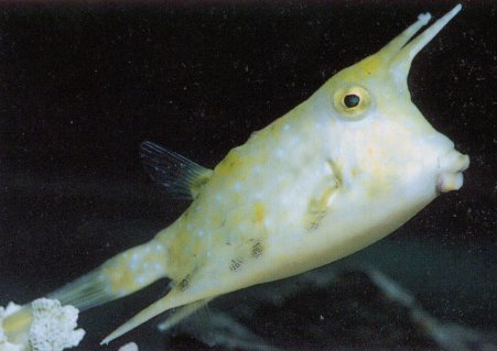 COWFISH (Lactoria cornuta)