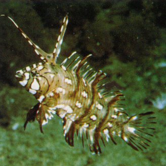 Dragon Wrasse (Novaculichthys taeniorus)