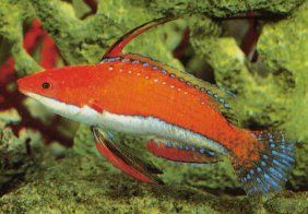 Dwarf Parrot Wrasse (Cirrhilabrus rubriventralis)