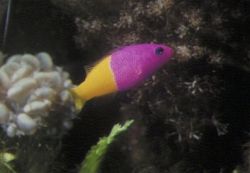 False Gramma (Pseudochromis paccagnellae)