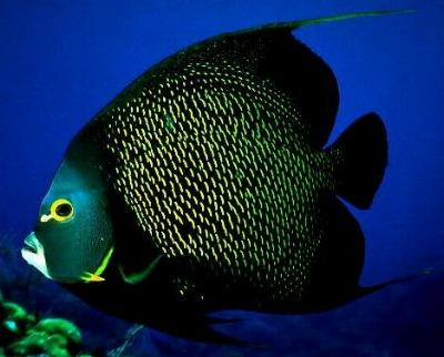 FRENCH ANGELFISH (Pomacanthus paru) (Adult)