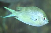 The Green Chromis (Chromis caerulea) is an open water plankton feeder