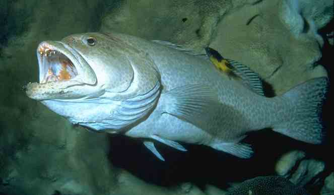 Grouper  - The more active the predator, the bigger the gills!