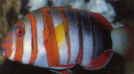 Harlequin Tuskfish | Choerodon fasciatus