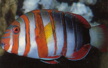 HARLEQUIN TUSKFISH (Choerodon fasciata)