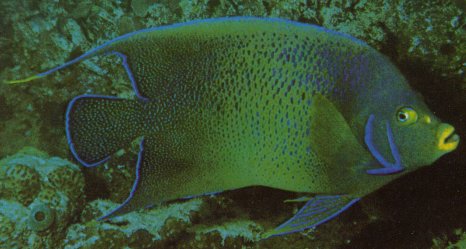 KORAN ANGELFISH (Pomacanthus semicirculatus)