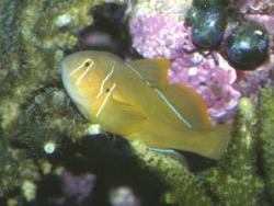 Lemon Gobies (Gobiodon citrinus)