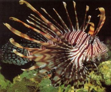 LIONFISH (Pterois volitans)