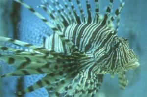 Lionfish | Pterois volitans