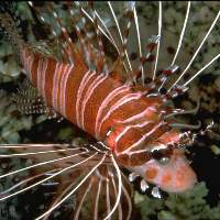 Lionfish are open water predators