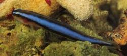 Neon Goby (Gobiosoma oceanops)