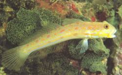 Orange-Spotted Gobies (Valenciennea puellaris)