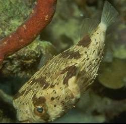 Spines are held close to the body when relaxed or swimming