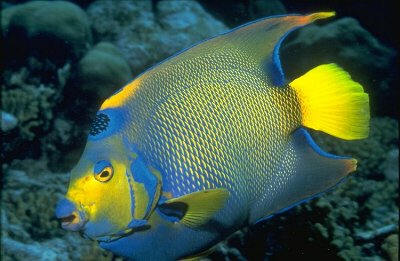 Queen Angelfish (Holacanthus ciliaris)