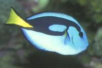 The Regal Tang (Paracanthurus hepatus) is a reef grazing herbivore