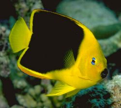 Rock Beauty Angelfish (Holacanthus tricolor)